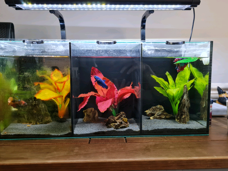 betta trio tank